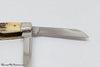 2006 Case XX 54052 India Stag Medium Congress Pocket Knife